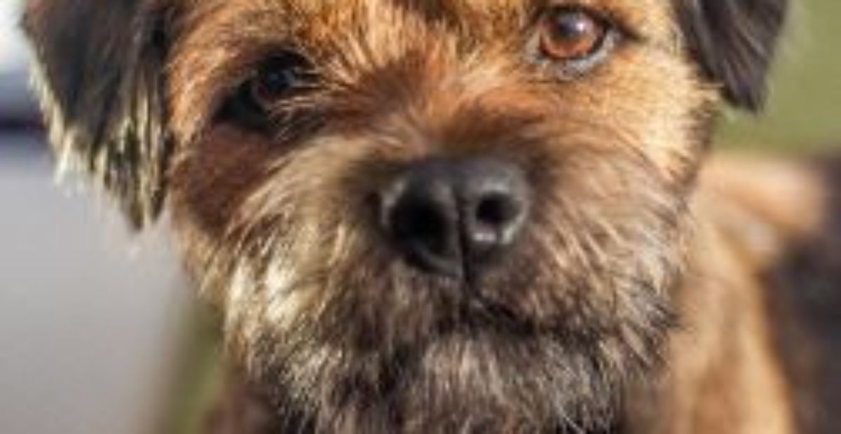 border terrier is ill with infectious disease