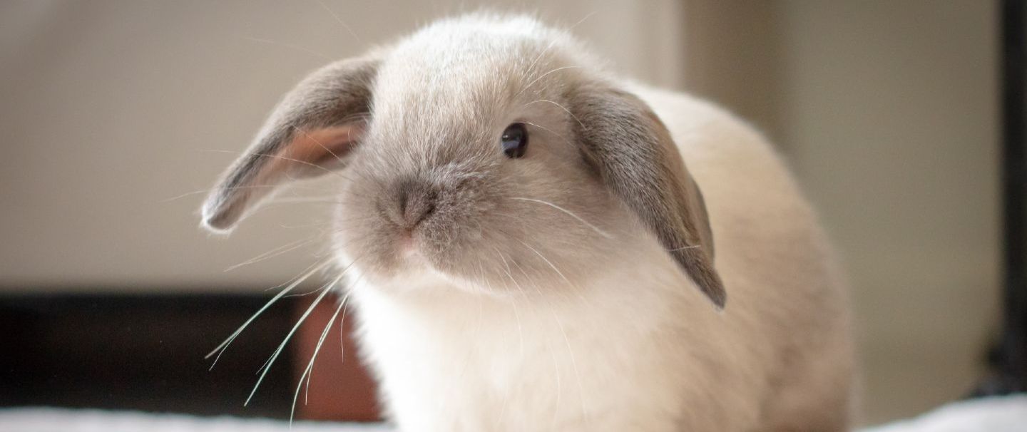 Miniature Lop Rabbit Insurance and Health Advice