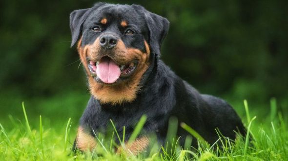 Rottweiler double outlet coat