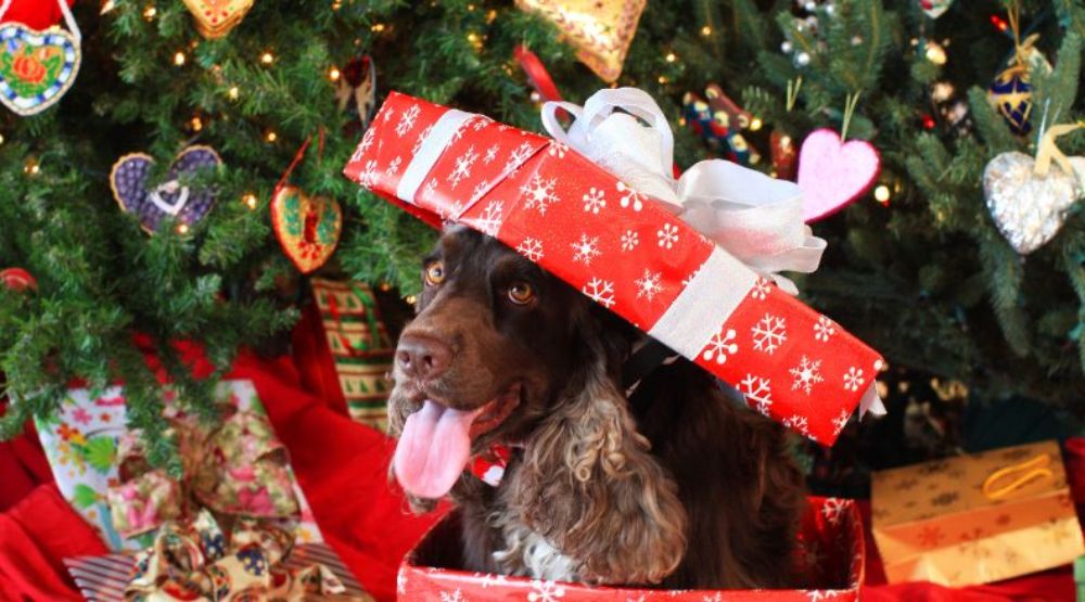 https://www.everypaw.com/.imaging/mte/everypaw/blog/dam/all-things-pet/best-dog-christmas-presents/dog-christmas-present-banner.jpg/jcr:content/dog-christmas-present-banner.jpg
