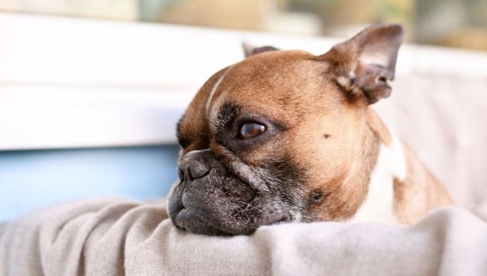 Dog Surgery Spotlight: Treating an Elongated Soft Palate in