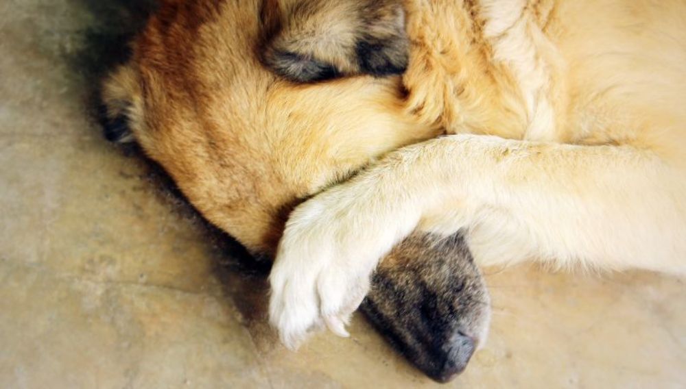 Emotions, body language and mood: how well do you know your dog?