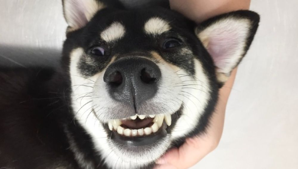 smiling puppy with teeth