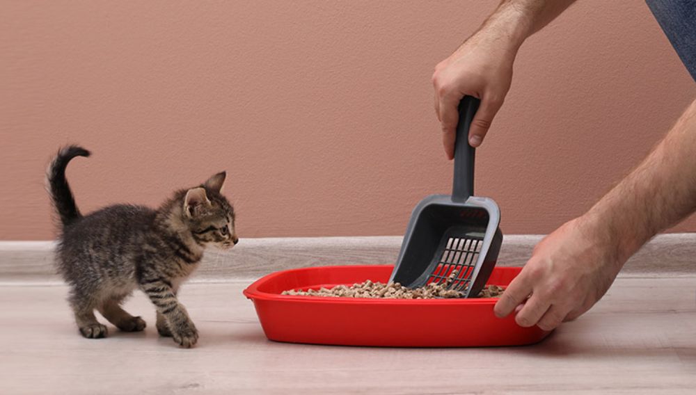 How to Litter Train a Kitten Kitten Litter Training Tips Everypaw