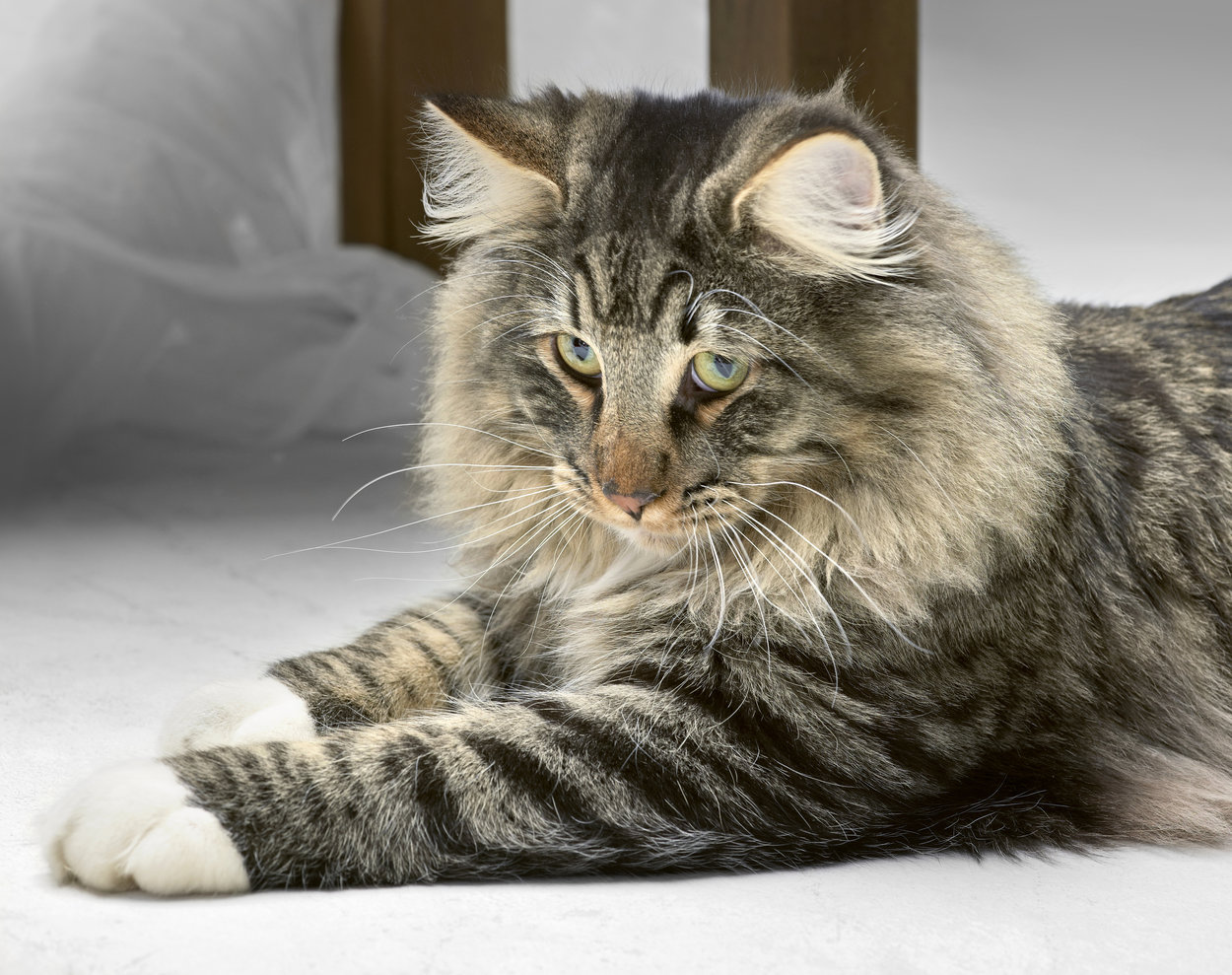 norwegian-forest-cat-breed-info-health-advice-everypaw